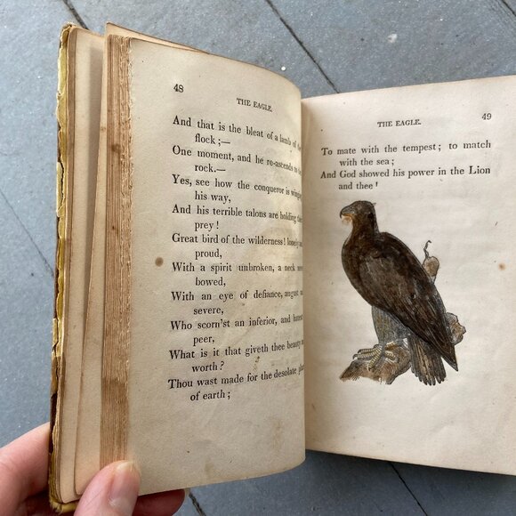 Mary Howitt, The Spider & the Fly, Antique Book, Sketches of Natural History - Picture 3 of 9